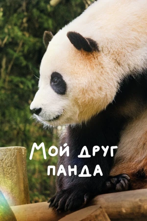 Мой друг панда в hd качестве