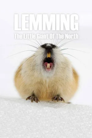 Лемминг. Маленький гигант севера в hd качестве