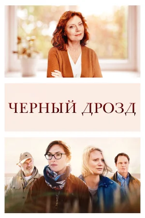 Чёрный дрозд в hd качестве